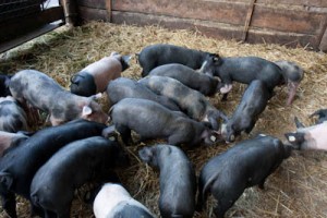 -10005-2 Happy piglets