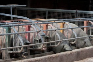 -10008-2 Pigs being fed - whey I think in this case
